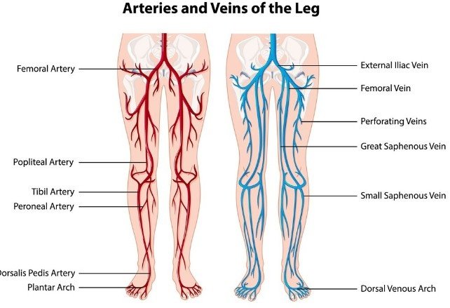Best Central Vascular Interventions in Sector 21B, Faridabad